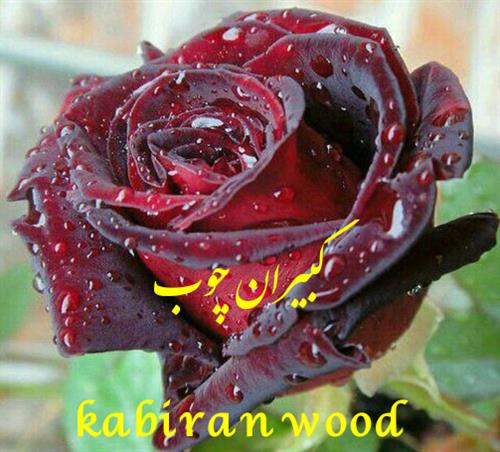milad&nbsp;ghafari